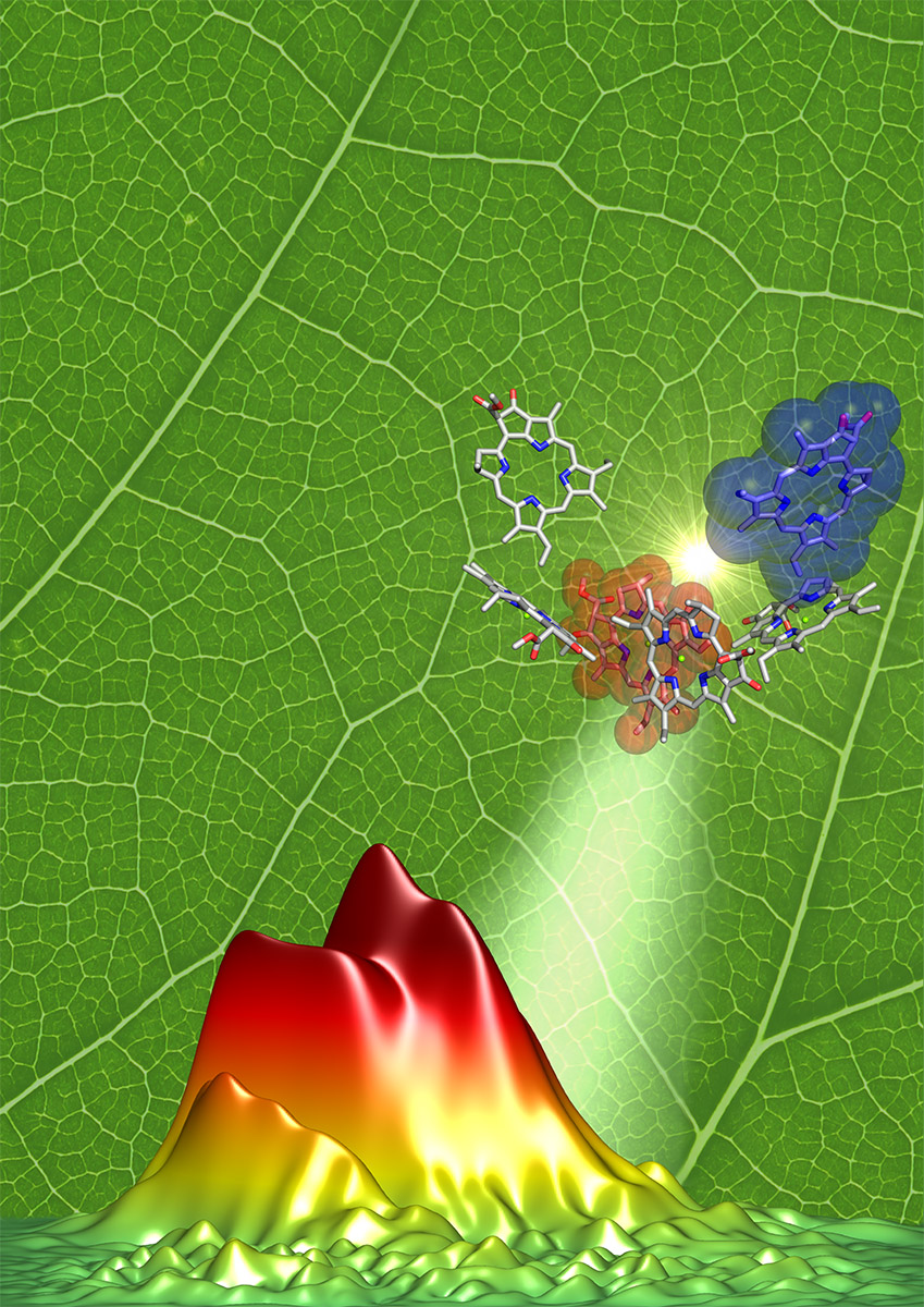 Sunlight illuminates the photosystem II reaction center, initiating the primary events of oxygenic photosynthesis on an ultrafast timescale. The background shows a Redbud tree leaf in Ann Arbor, Michigan, where multidimensional spectroscopy experiments have revealed key vibrational motions driving photosynthetic charge separation. Foreground shows the recorded spectroscopic signatures identifying the key vibrations. Image credit: Jennifer Ogilvie