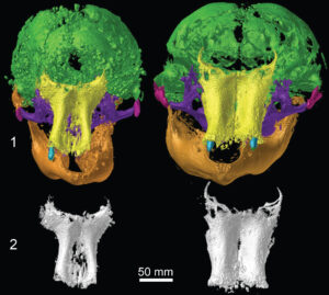 CT images showing a side-by-side comparison of skulls from Lyuba (left) and Khroma, with bones of the front of the skull shown below. Image credit: University of Michigan Museum of Paleontology.