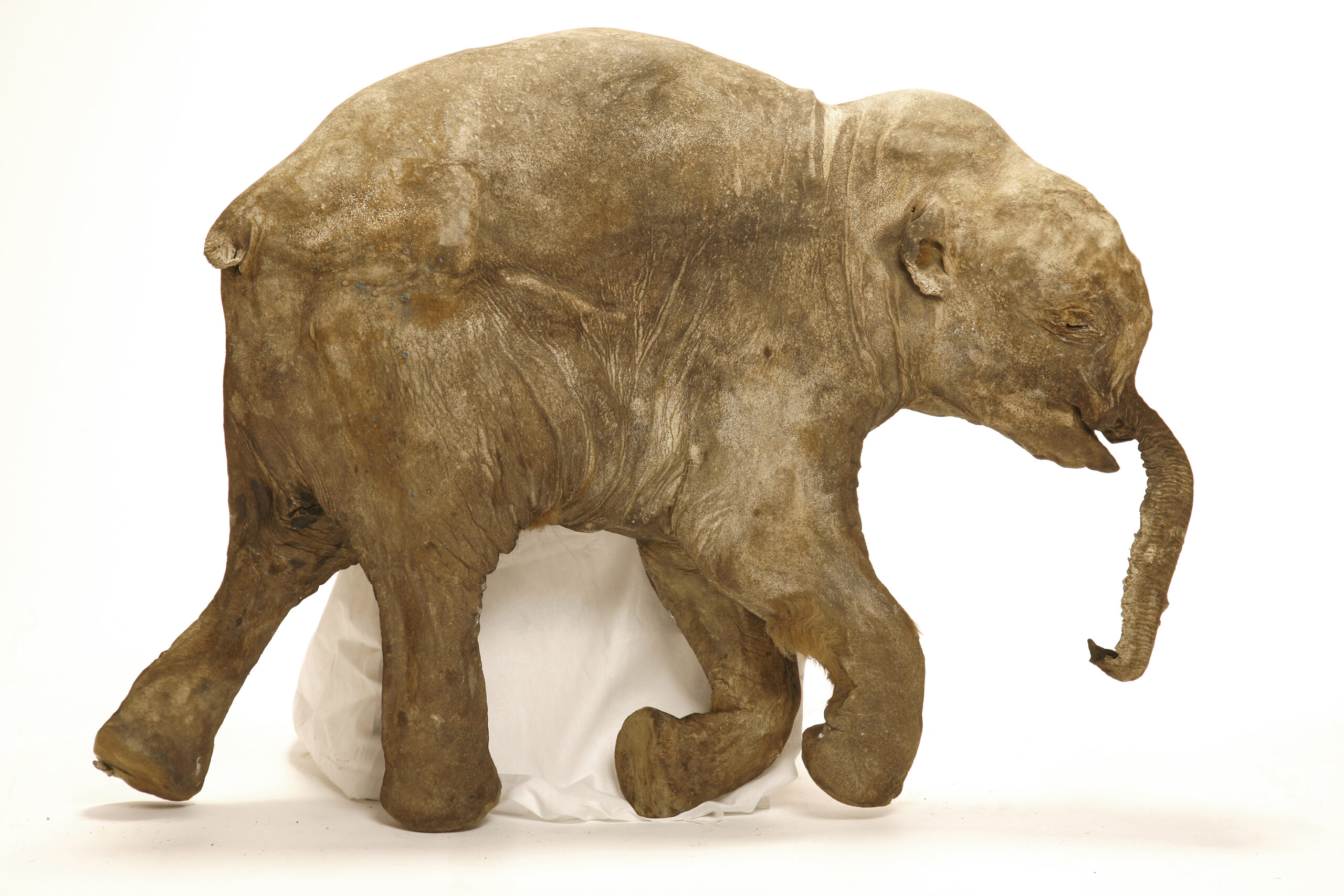 A photograph of Lyuba’s external appearance prior to any internal examination. Image credit: Francis Latreille