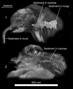 CT images showing the head and shoulders of Lyuba (top) and Khroma (bottom). The labels indicate inhaled sediment in the baby mammoths’ airways. Image credit: University of Michigan Museum of Paleontology
