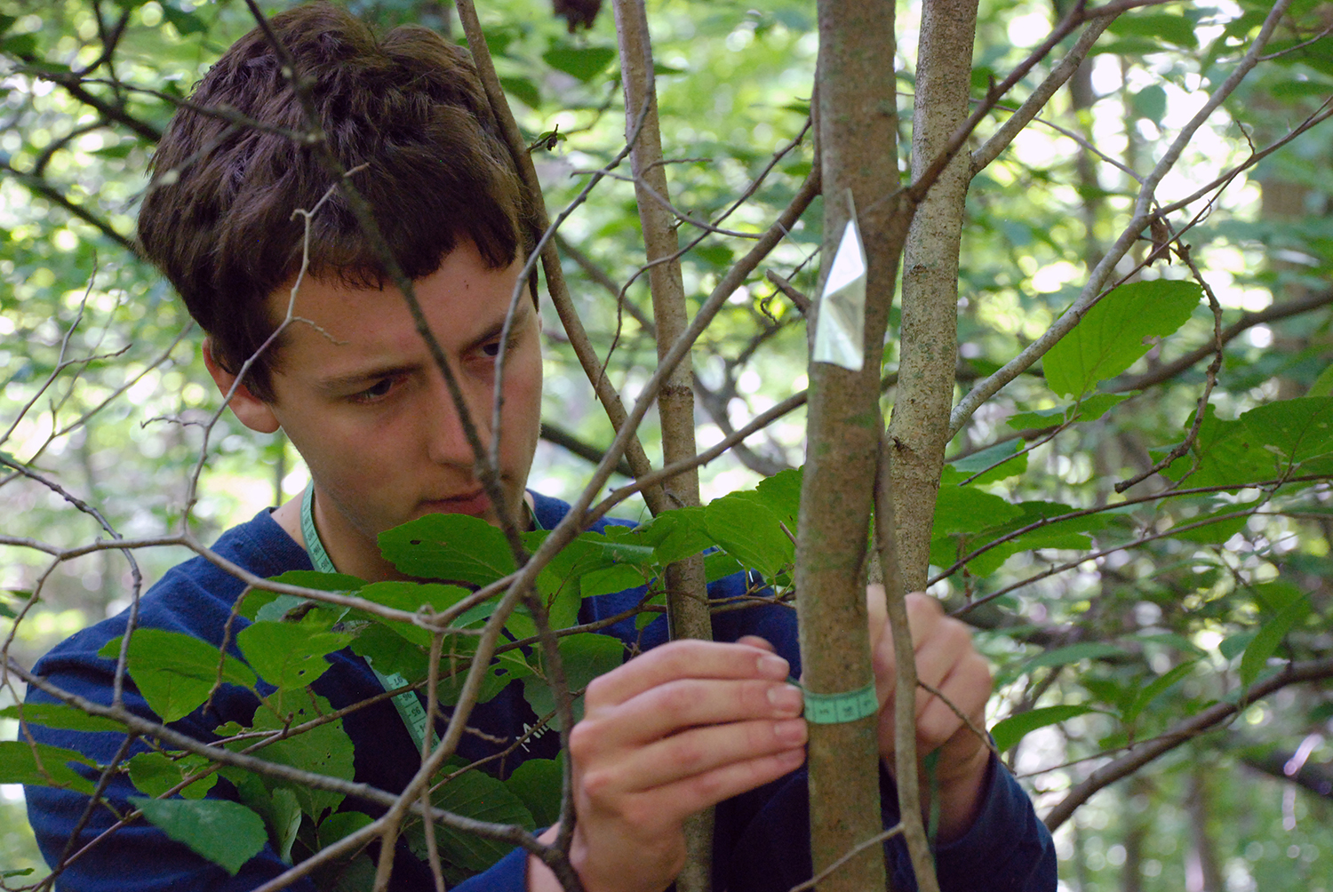 Student measuring a newly tagged sapling at U-M’s Edwin S. George Reserve northwest of Ann Arbor. Image credit: Dale Austin