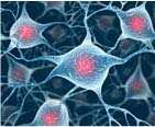 Motor neurons