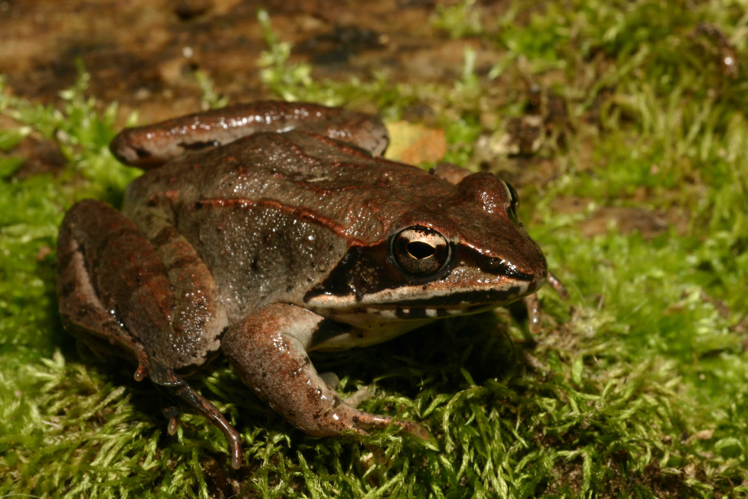 Adult wood frog at U-M’s E.S. George Reserve. Image credit: Michael Benard.