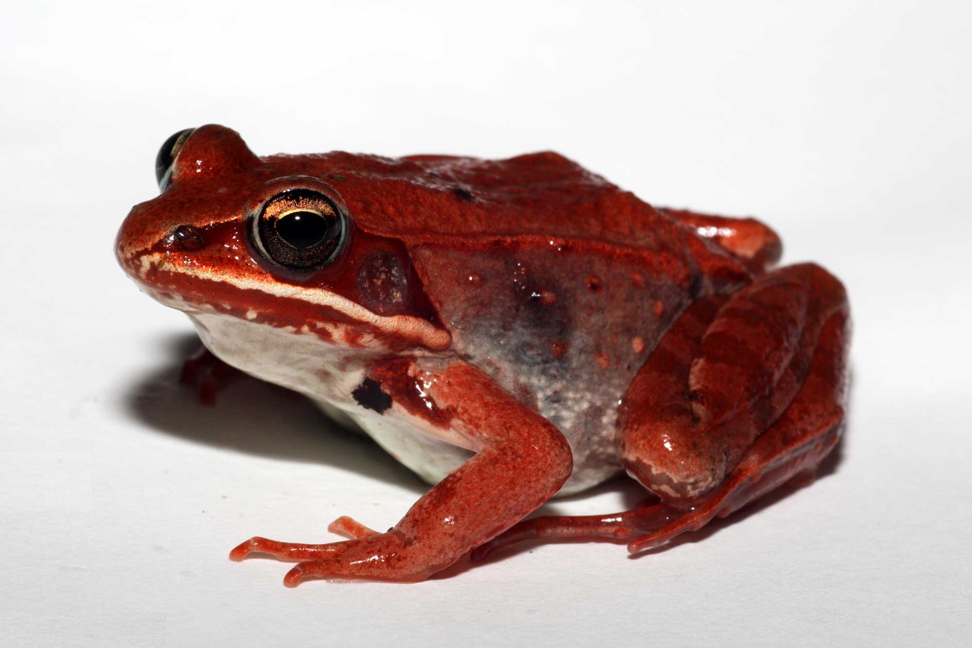 Female wood frog at U-M’s E.S. George Reserve. Image credit: Michael Benard