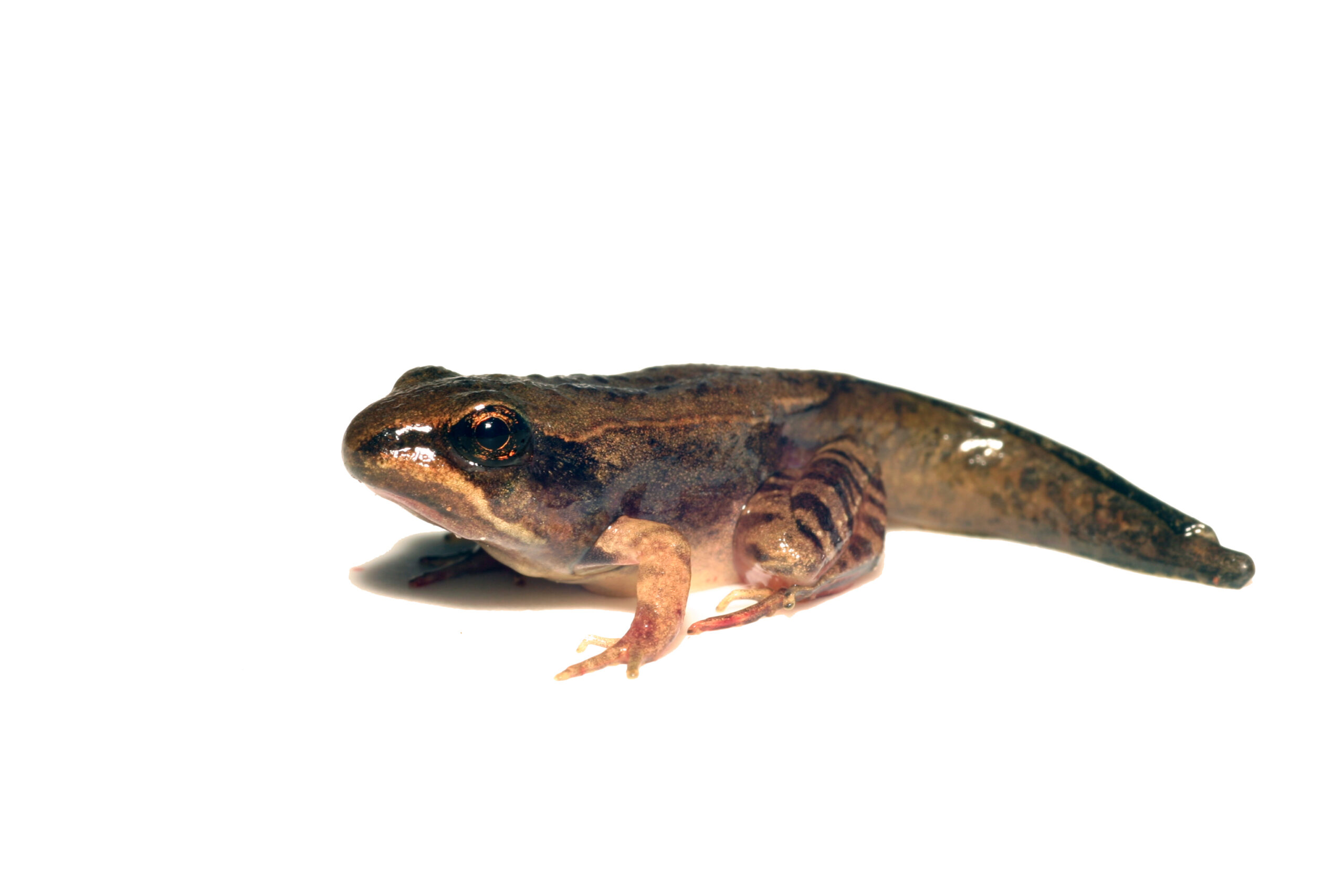  Wood frog partway through metamorphosis from tadpole to juvenile frog. Image credit: Michael Benard