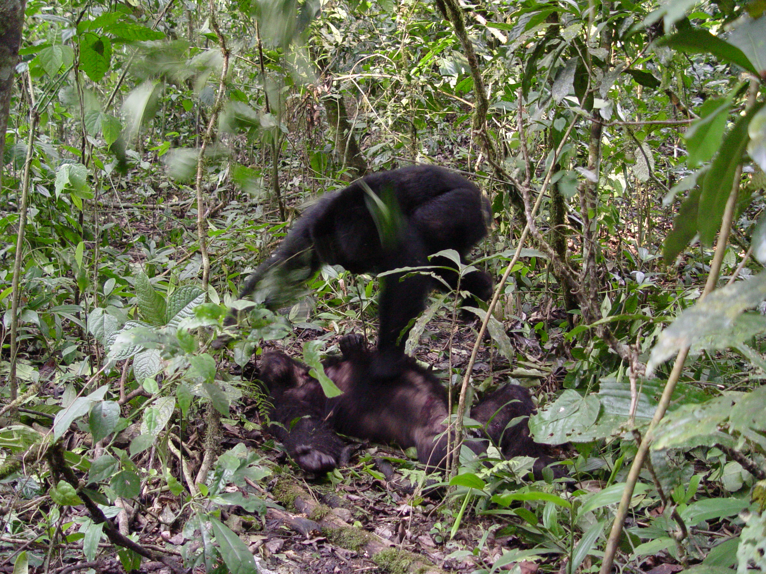 The Ngogo males have just killed a male from a neighboring group. After the male is dead, one of the Ngogo males leaps on the body of the dead animal. Image credit: John Mitani