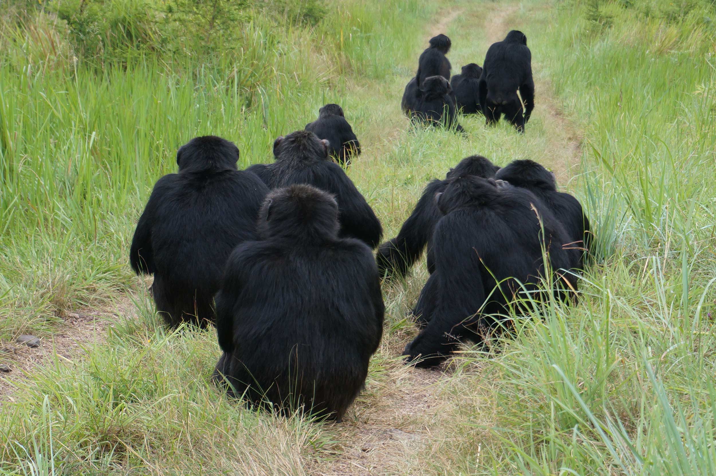 Killings often take place during territorial boundary patrols, where males actively search for other chimps in neighboring territories. Here the Ngogo males listen for neighbors that they have heard in the distance. Image credit: John Mitani