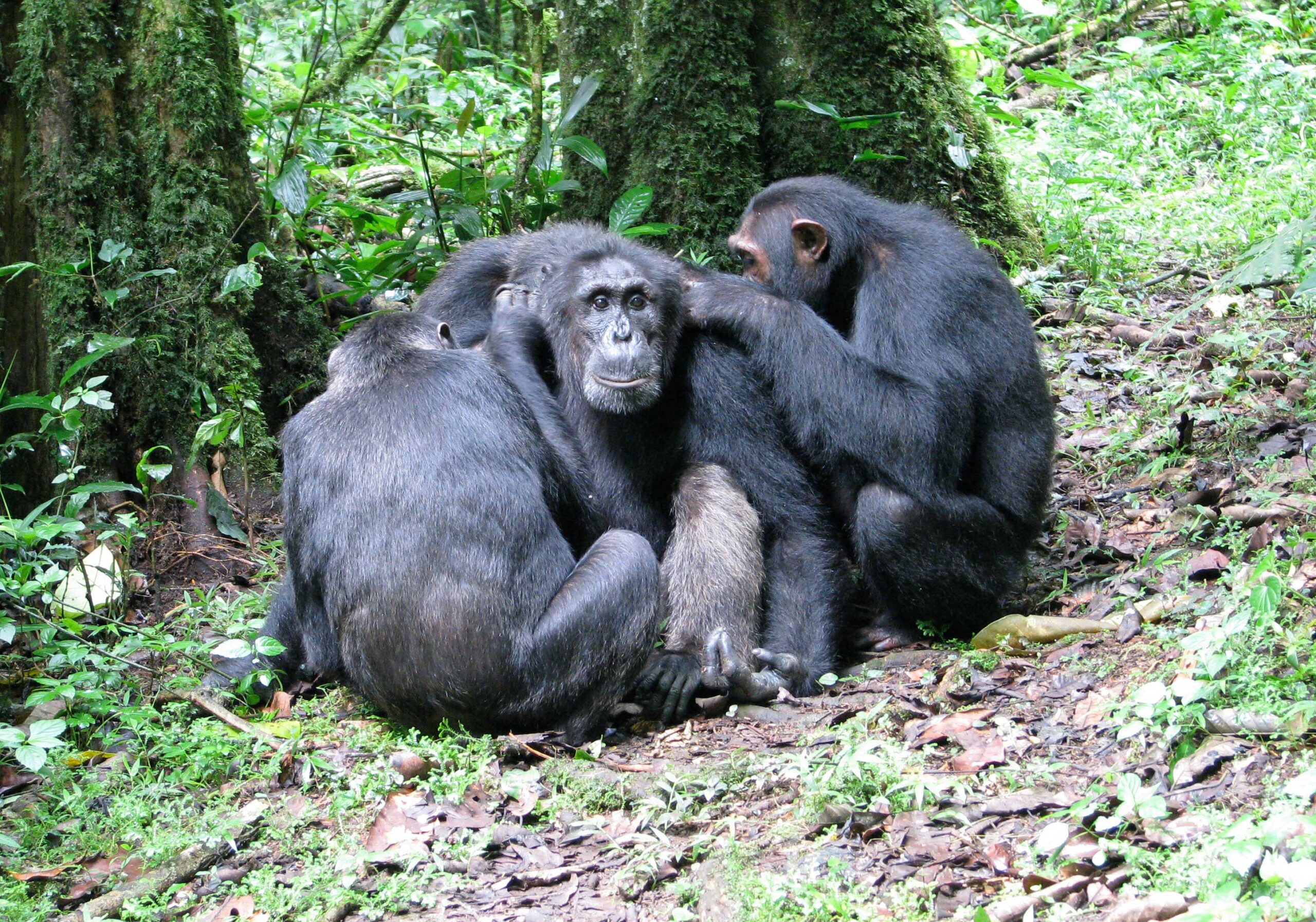 Ngogo males grooming. Image credit: John Mitani