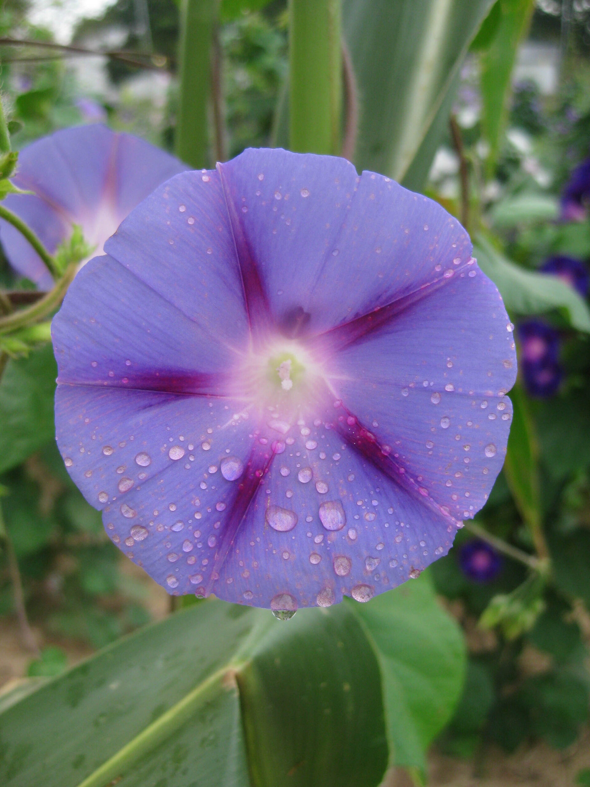 Morning glory flower. Image credit: Lindsay Chaney