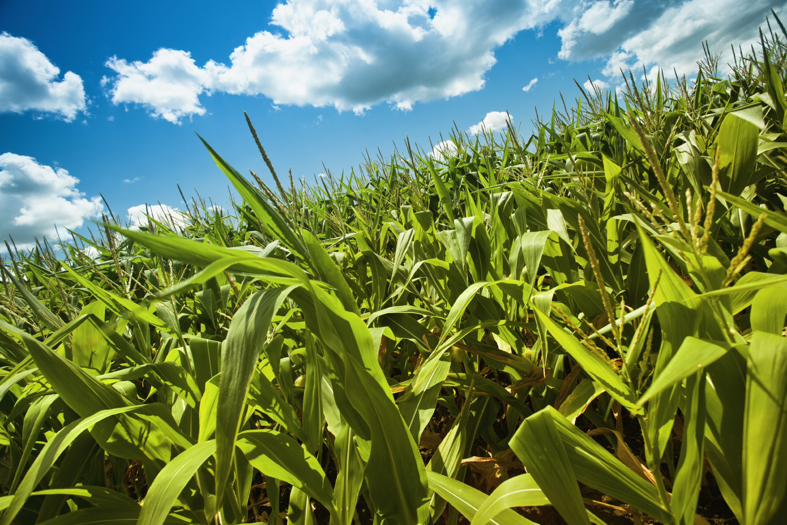 Corn field under a sunny sky. (stock image)