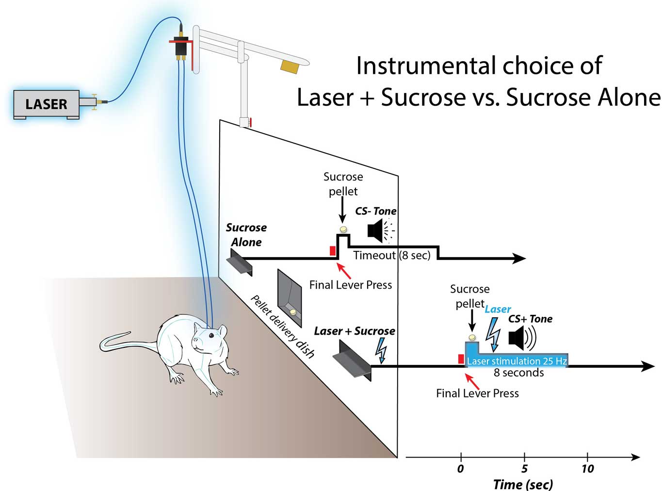 Procedure for enhancement of laser-pairedsucrose intwo-sucrose choicetest. Schematicshows apparatus and event  timeline forsimultaneous choicetests. Two levers protruded on eitherside ofsucrose dish in center. Pressing either lever earned an  equivalent sucrose pellet and a distinctive 8 s sound which marked that lever’s identity, but only one lever’s pellet and sound was  also paired simultaneously with onset of 8 s laser pulse (473 nm; 25 Hz; 8 –10 mW).