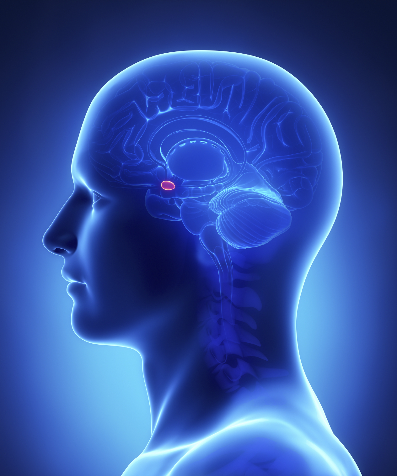 Cross-section of a human brain with the amygdala highlighted. (stock image)
