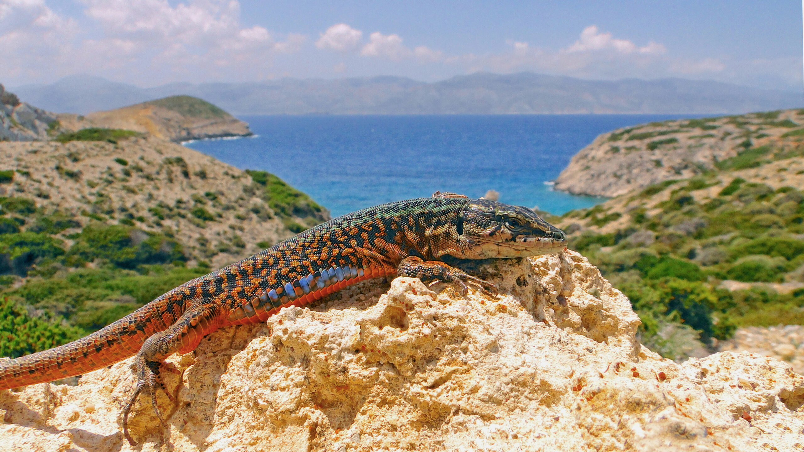 An Aegean wall lizard on the island of Makares, Greece. Image credit: Johannes Foufopoulos