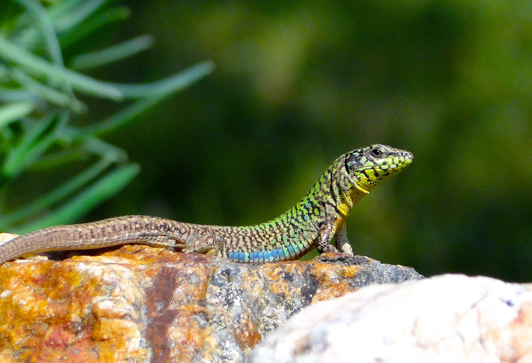An Aegean wall lizard on the island of Naxos, Greece. Image credit: Johannes Foufopoulos