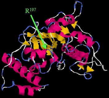 Predicted structure of the group 1 allergen protein from an American house dust mite. Arrow points to the location of a novel mutation discovered by the University of Michigan-led team. Image credit: Rubaba Hamid