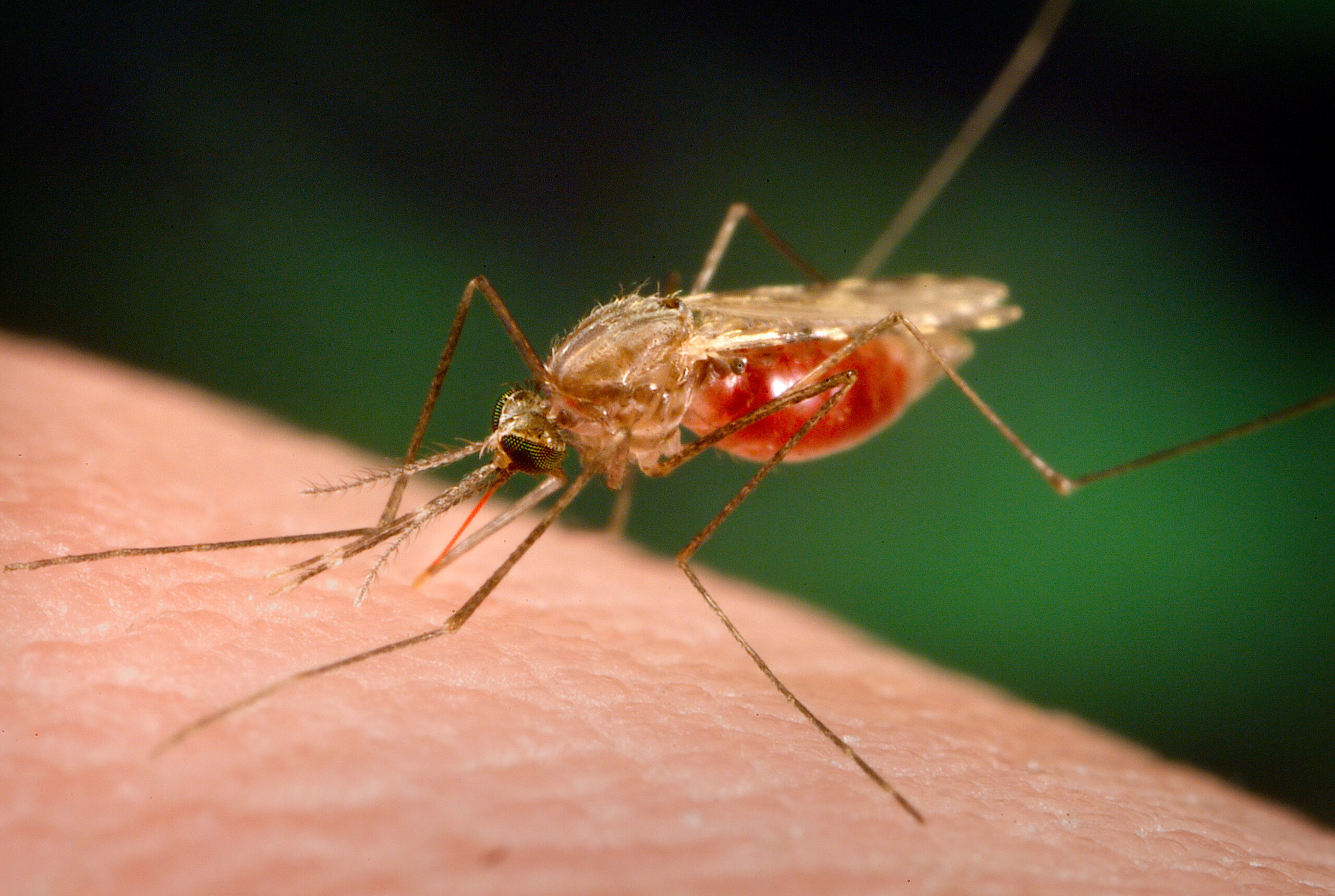 Photo of an Anopheles funestus mosquito, an important vector of malaria in Africa. Image credit: CDC/ James Gathany, Dr. Frank Collins, University of Notre Dame