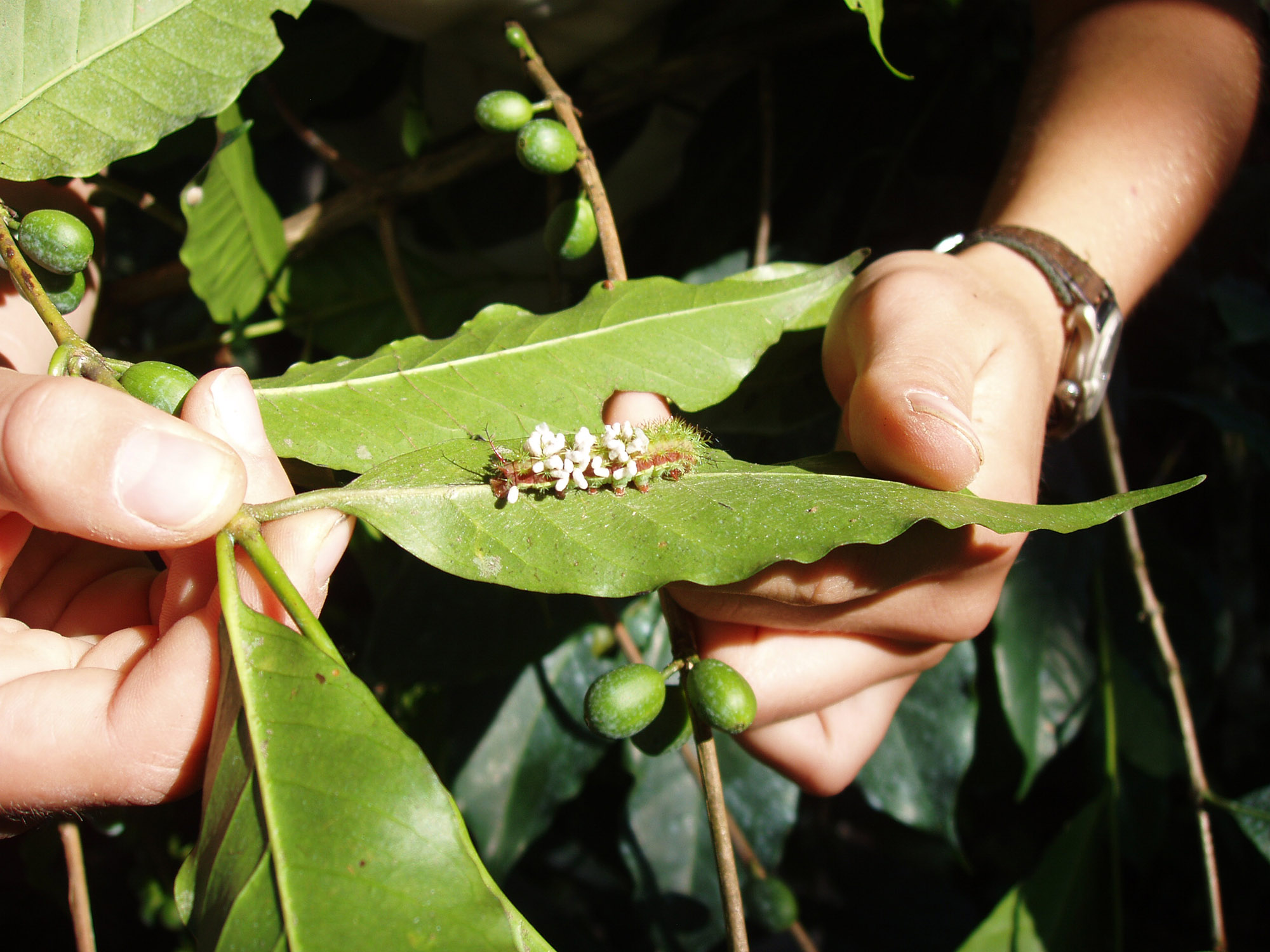 Cocoons spun by wasp larvae after emerging from the body of a caterpillar on coffee plants in Chiapas, Mexico. Image credit: John Vandermeer