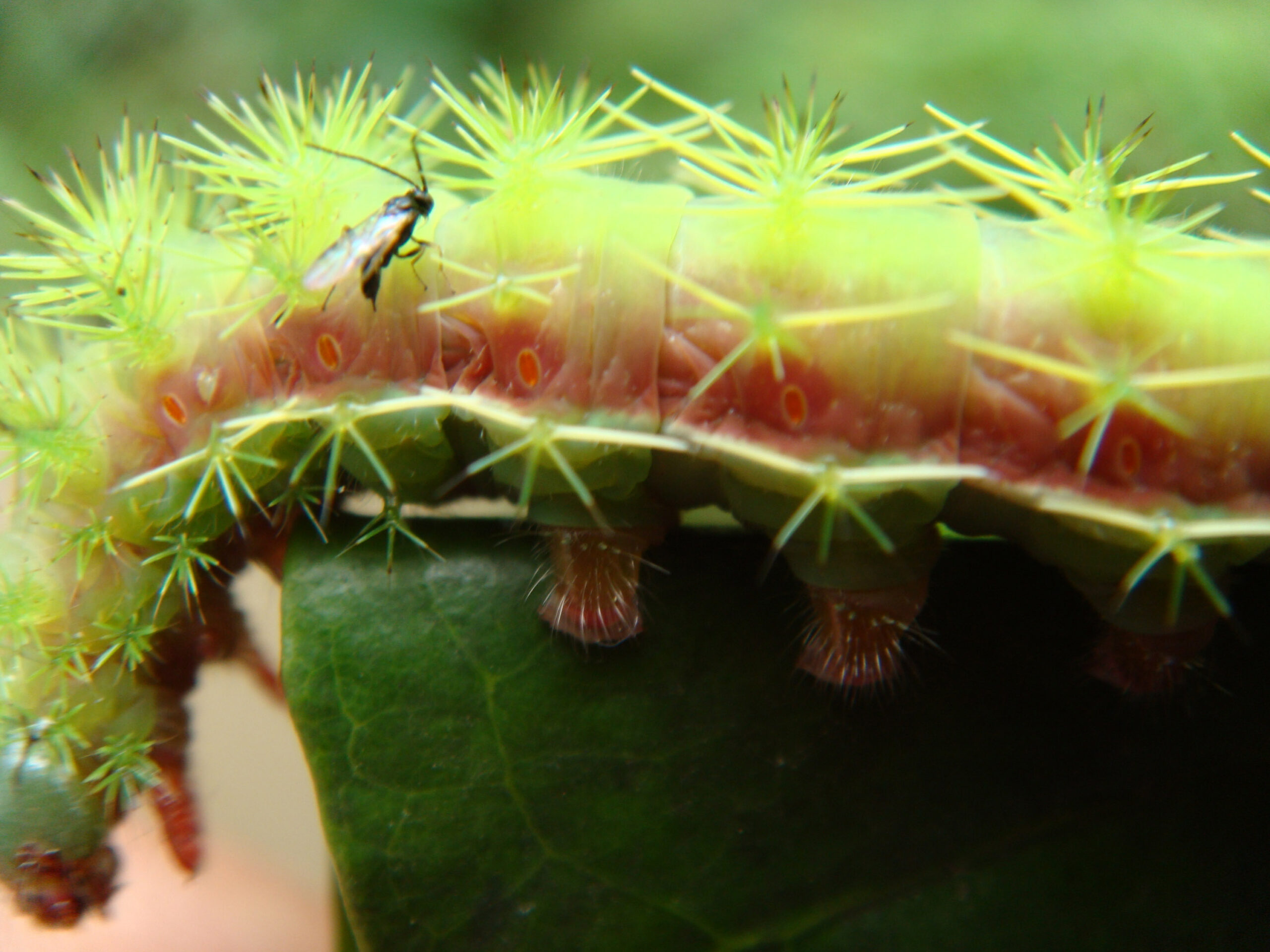 Parasitic wasp lays eggs inside a coffee-eating caterpillar in Chiapas, Mexico. Image credit: John Vandermeer