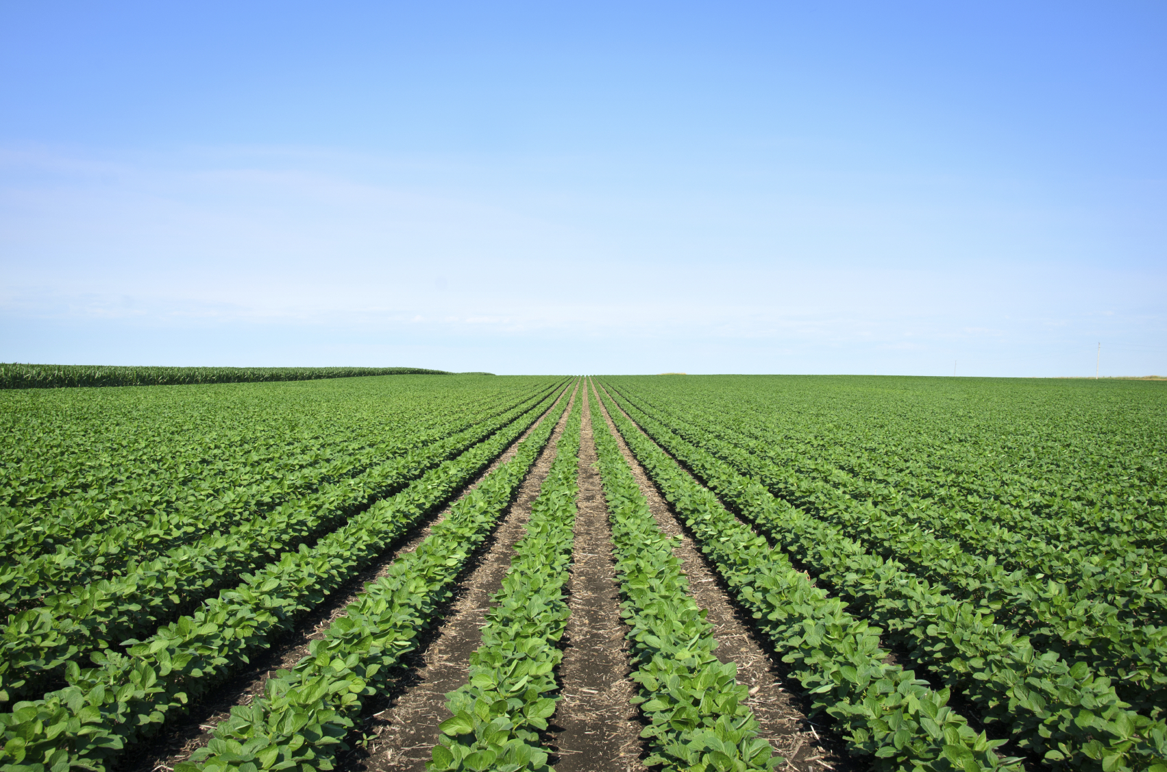 Rows of Iowa soybeans. (stock image)
