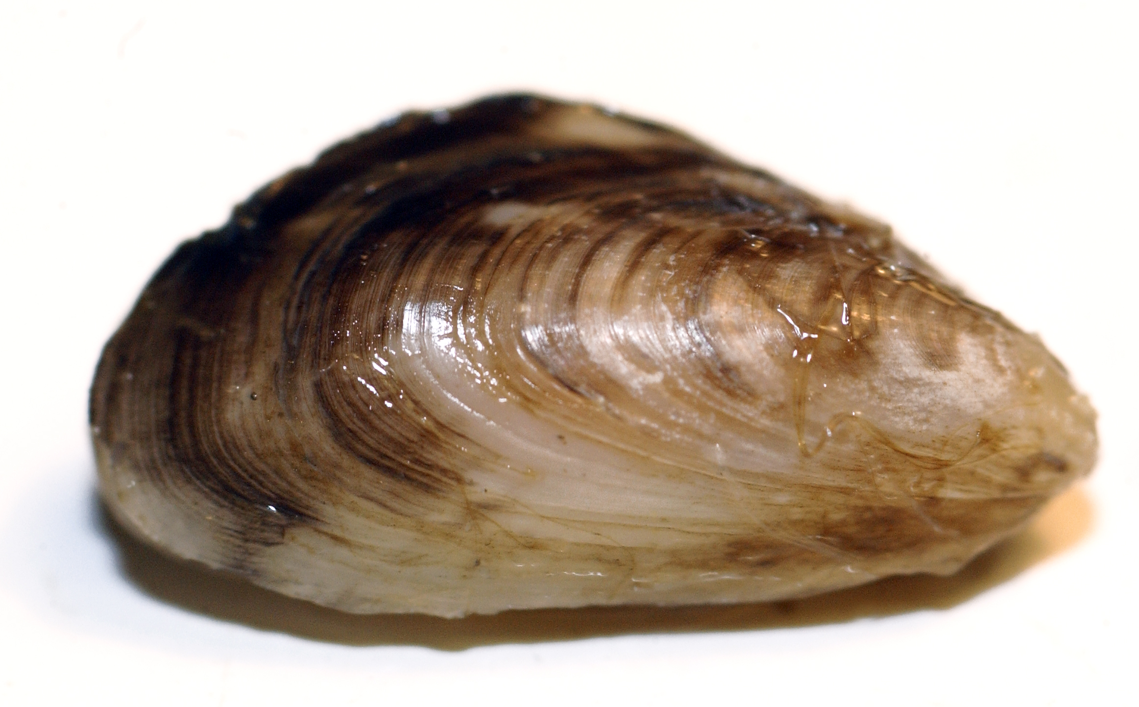 Quagga mussel. Image credit: Dave Brenner, Michigan Sea Grant