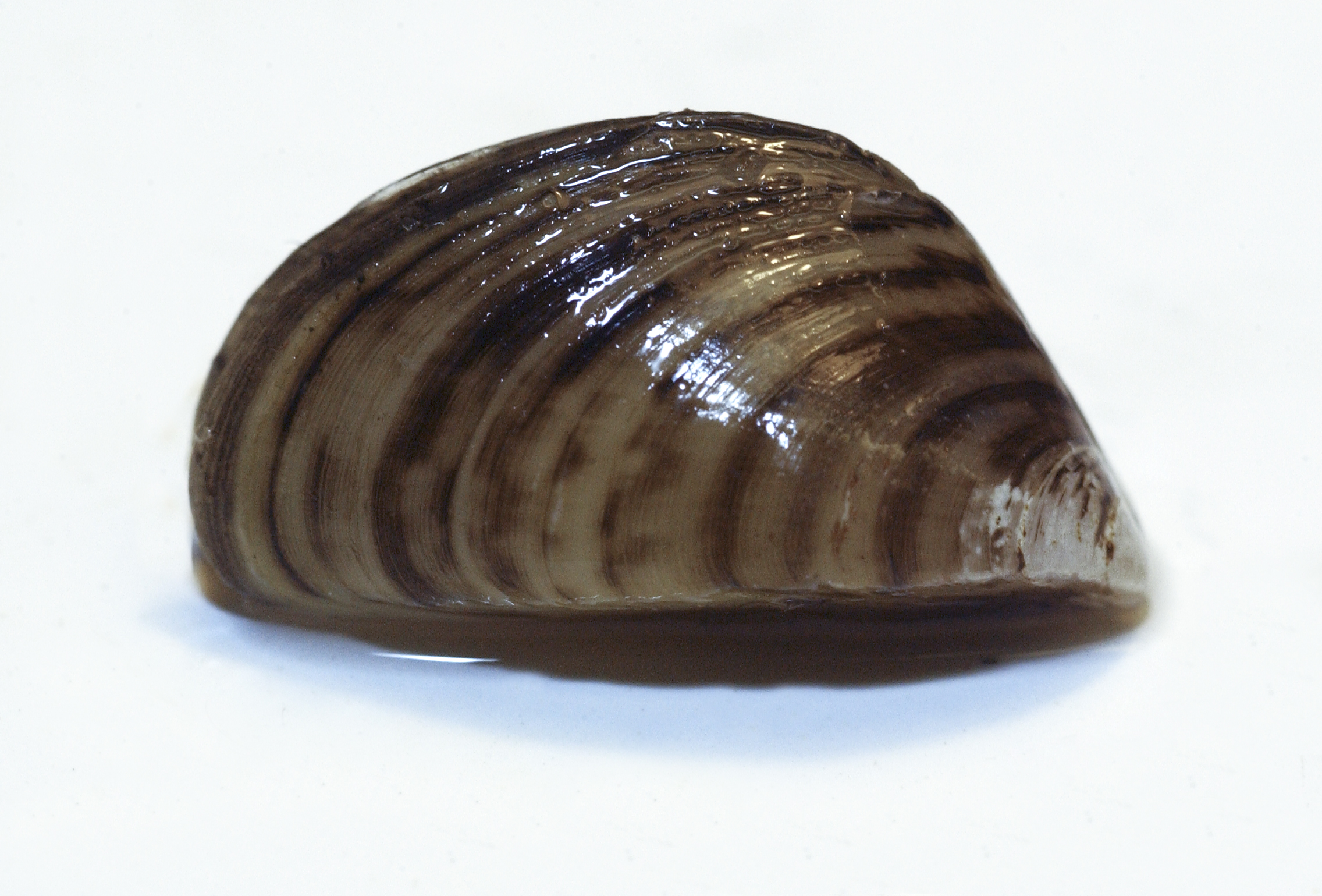 Zebra mussel. Image credit: Dave Brenner, Michigan Sea Grant
