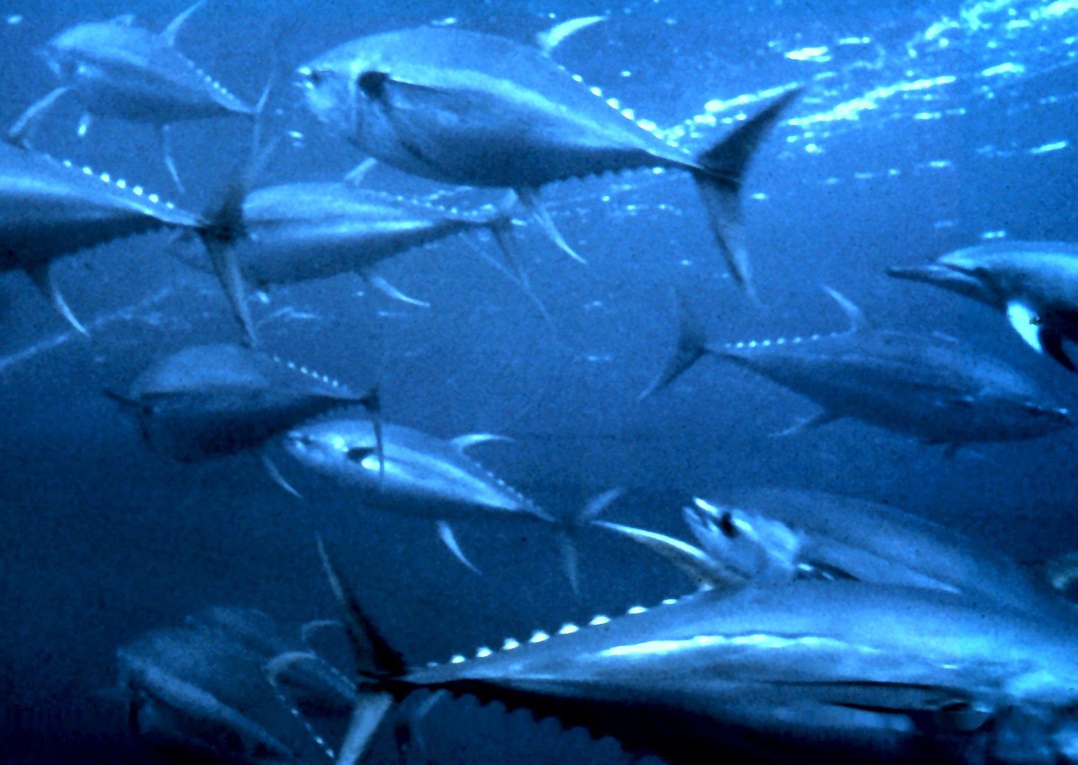 Schooling yellowfin tuna. Image credit: OAR/National Undersea Research Program