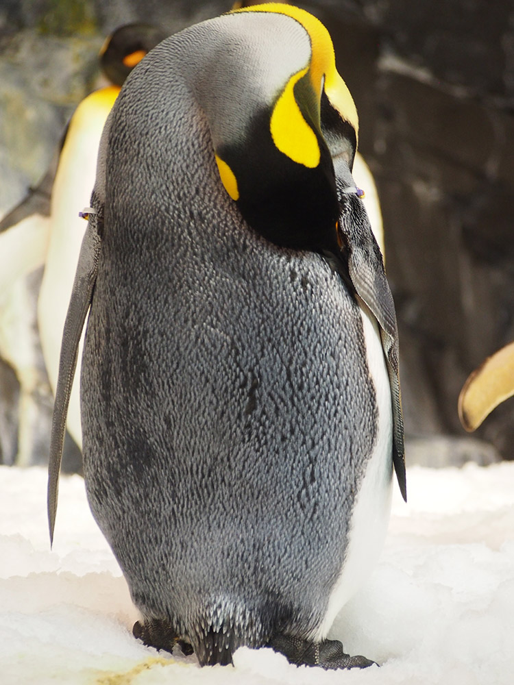 A king penguin. Image credit: Jianzhi Zhang