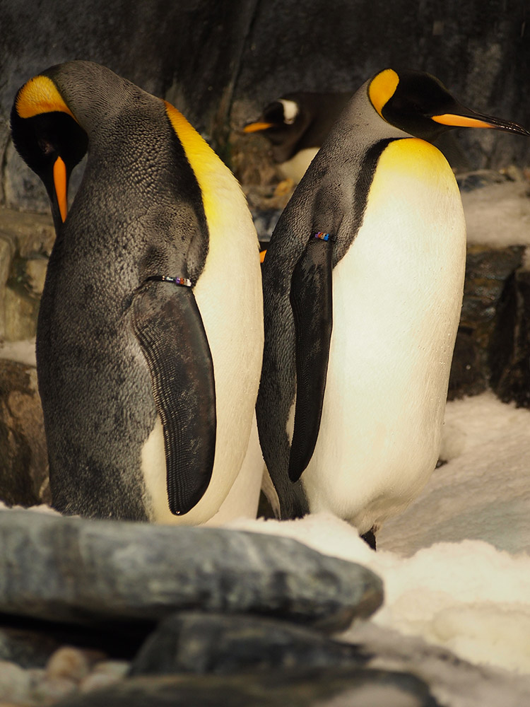 A king penguin. Image credit: Jianzhi Zhang