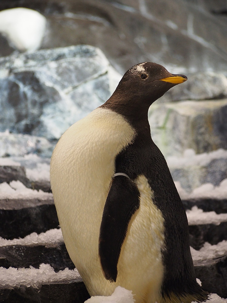 A gentoo penguin. Image credit: Jianzhi Zhang
