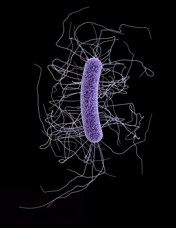  A single cell of the Clostridium difficile bacteria that sicken hundreds of thousands of Americans each year  Image credit: Centers for Disease Control and Prevention