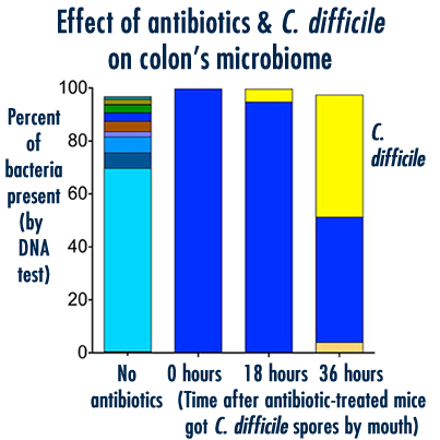   The combination of antibiotics and C. difficile infection completely changed the microbiome - or community of bacteria - in the colon. The left column shows the DNA of many species of bacteria was present without antibiotics; the right three show how first antibiotics, and then C. difficile, changed the population.