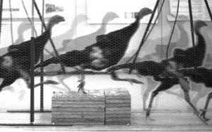 Time-lapse turkeys