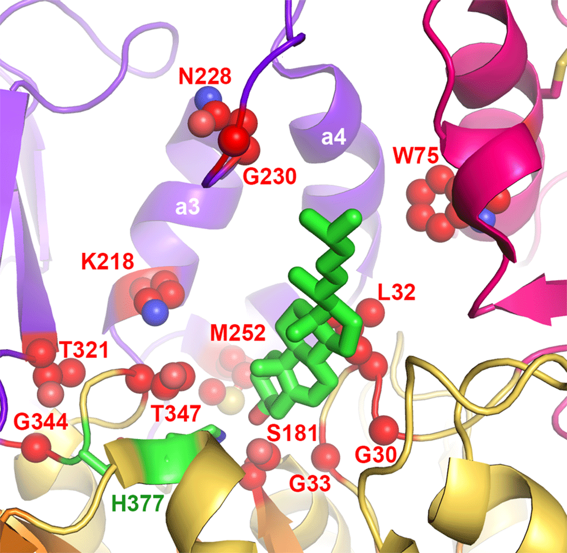 A model of cholesterol docked into the active site of lecithin:cholesterol acyltransferase (LCAT). The positions shown in red correspond to amino acids that are known to be mutated in human disease. Image Credit: Alisa Glukhova