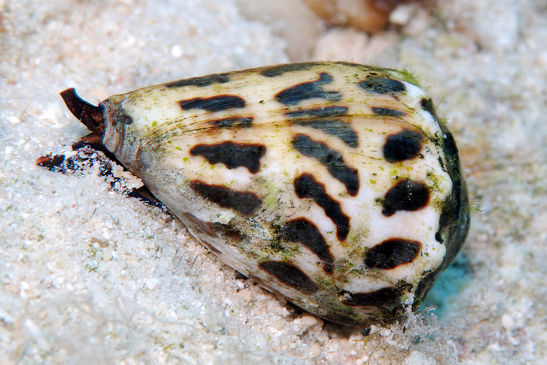 A Hebrew cone snail, Conus ebraeus, searching for food on a reef. Populations of C. ebraeus refine their venom based on the the composition and diversity of local prey species. Image credit: Jeanette Johnson