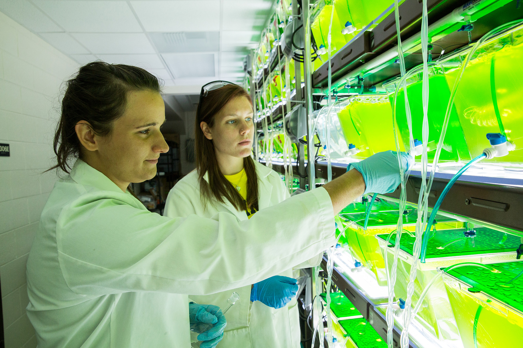 Two University of Michigan undergraduates sample algae from an experiment that will determine if species diversity can enhance the production of algal biofuels. Image credit: Bradley J. Cardinale