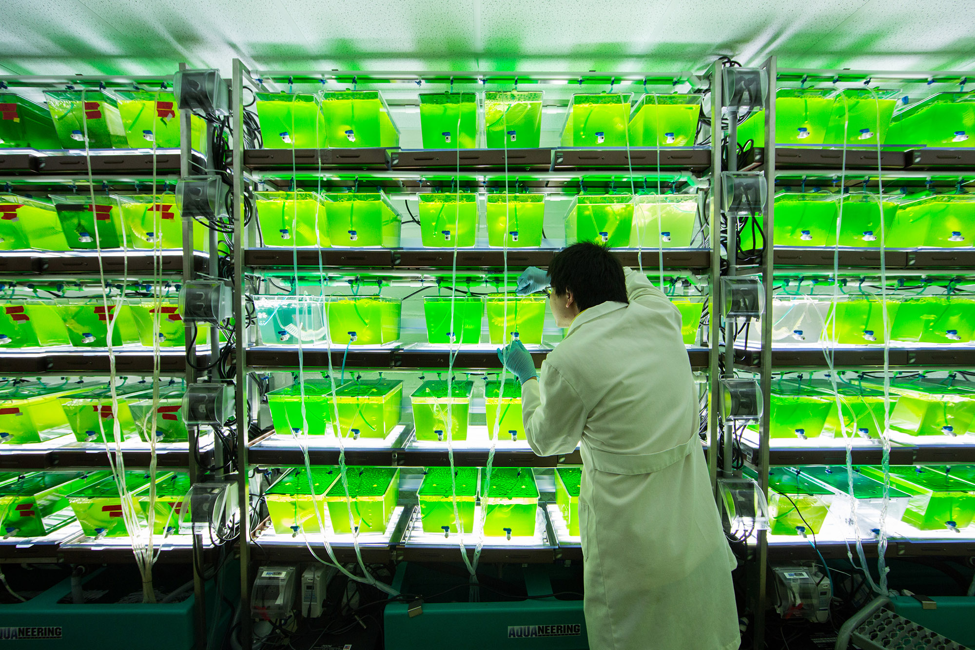 A University of Michigan undergraduate samples algae from an experiment that will determine if species diversity can enhance the production of algal biofuels. Image credit: Bradley J. Cardinale