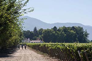 Laborers ride to work at the Viu Manent Winery in Valle Colchagua in central Chile.