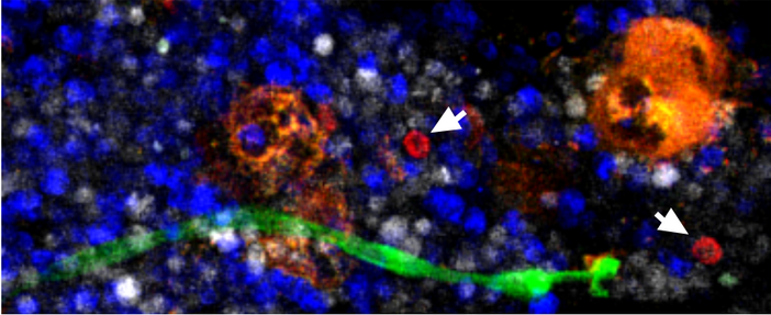 Arrows point to hematopoietic stem cells in mouse bone marrow. Image credit: Daniel Lucas and Emily Bowers