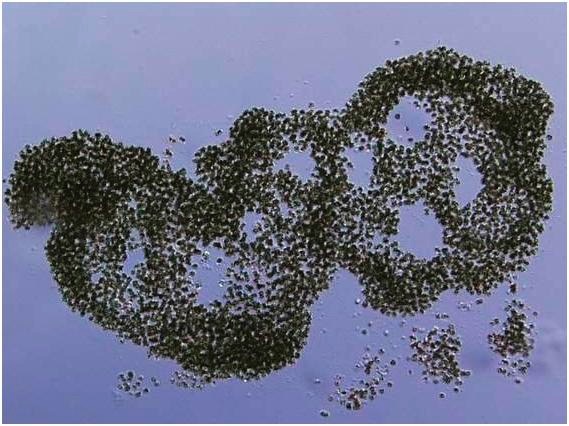 Microscope image of the common toxin-producing cyanobacterium Microcystis aeruginosa, which was blamed for the August 2014 Toledo water crisis. Image credit: Tim Davis and Jaroslava Komárková