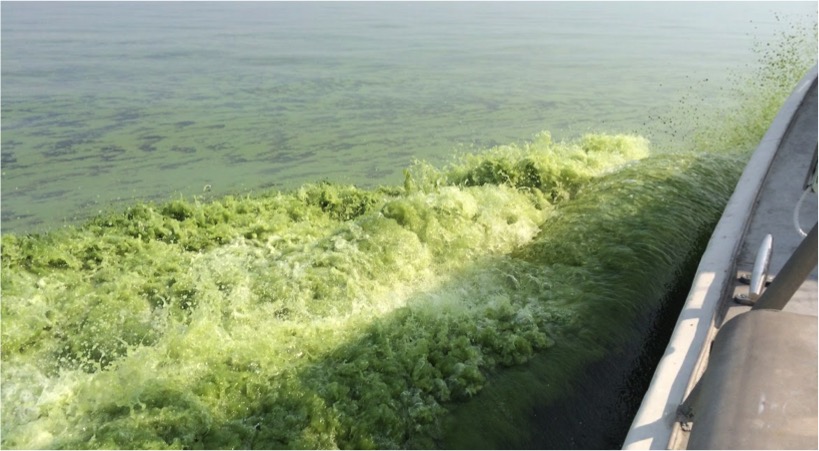 Cyanobacteria and algae color Lake Erie waters pea-soup green in this photo taken on a research vessel July 21, 2014. Image credit: Sarah Page