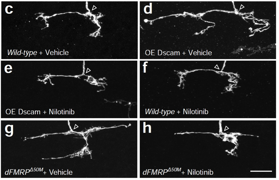 This series of images shows models of brain disorders in fruit fly neurons and their response to the cancer drug nilotinib.  The image labeled C shows the branching ends of a normal fly neuron. Image D shows the overgrowth that occurs when the protein Dscam is over expressed. Image E shows that nilotinib largely prevents this overgrowth. Image F shows nilotinib did not hurt development in a healthy fly neuron. Image G shows neuron overgrowth in a fly model of Fragile X syndrome. Image H shows nilotinib, again, largely prevents the neuron's overgrowth. Image credit: Bing Ye, U-M Life Sciences Institute
