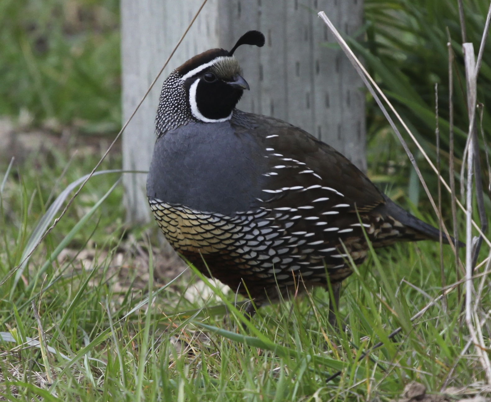 A California quail, one of the more than 2,500 bird species analyzed in a new University of Michigan study. Image credit: Dan Rabosky.=