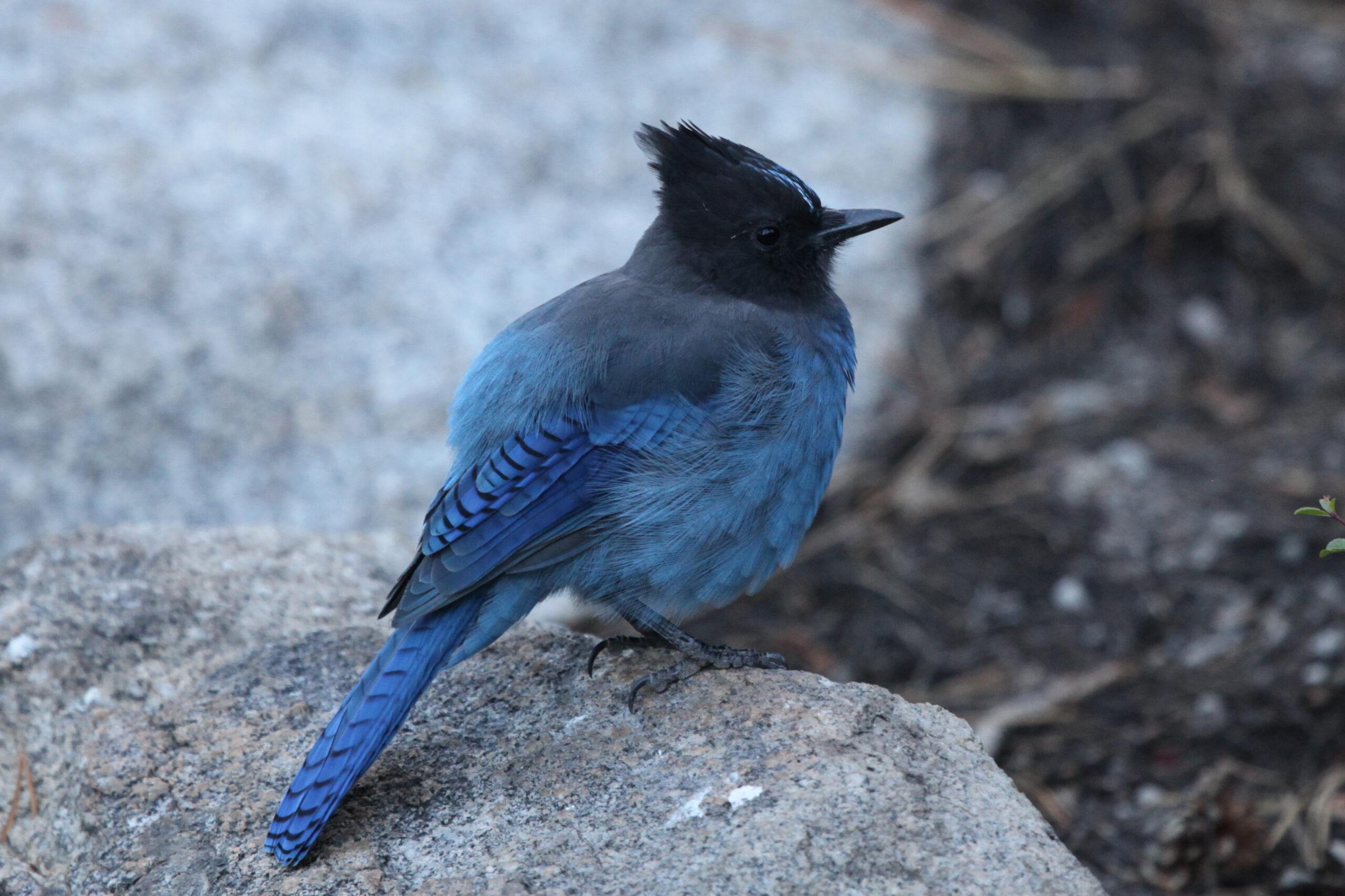 A Steller's Jay, found in the mountains of the American West. It is one of the more than 2,500 bird species analyzed in a new University of Michigan study. Image credit: Dan Rabosky