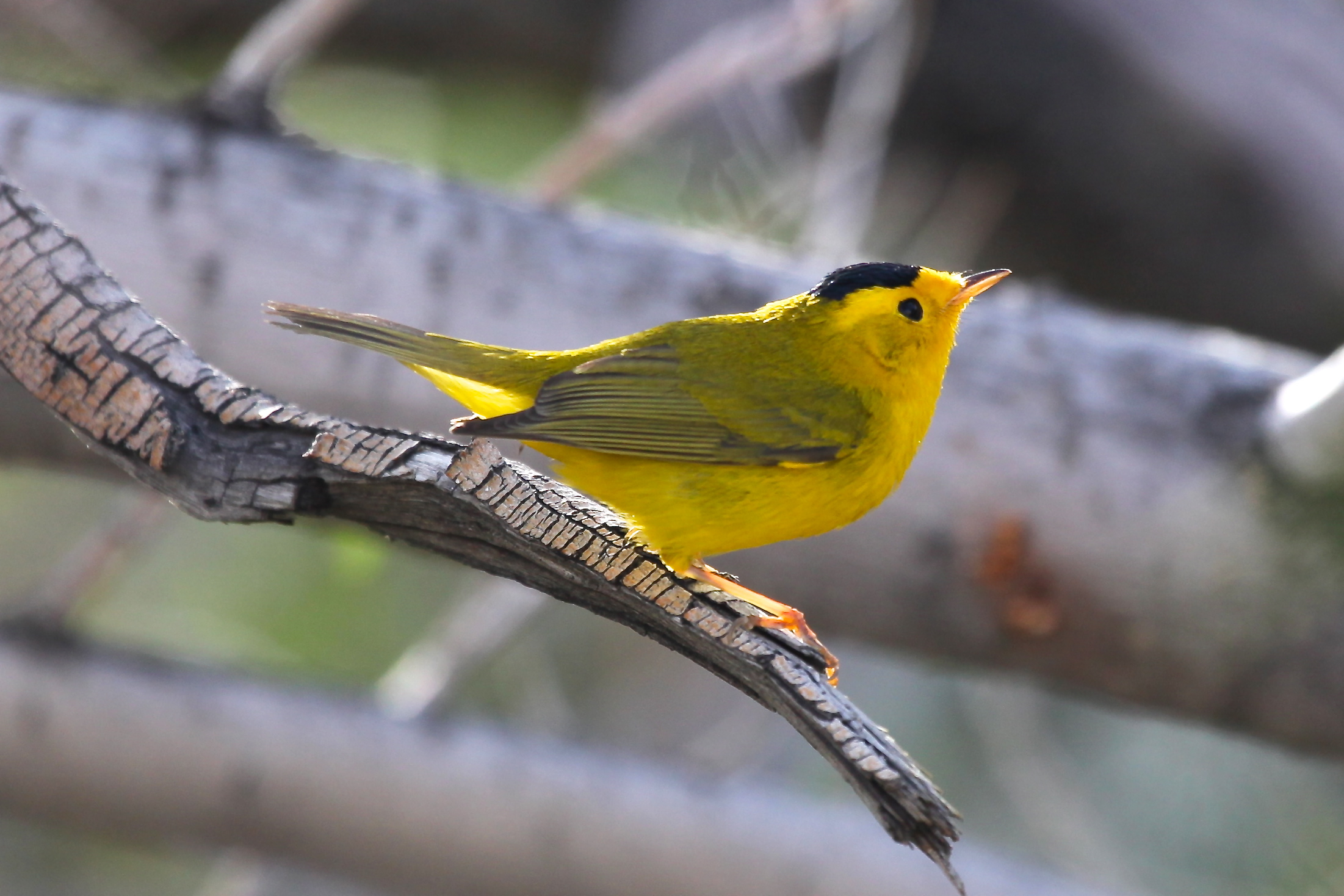 A Wilson's warbler, a species of New World bird that breeds in the temperate zone but winters in Central America. It is one of the more than 2,500 bird species analyzed in a new University of Michigan study. Image credit: Dan Rabosky