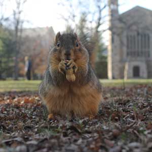 Modern-day squirrel