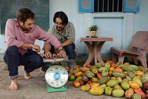 Weighing the cacao pods