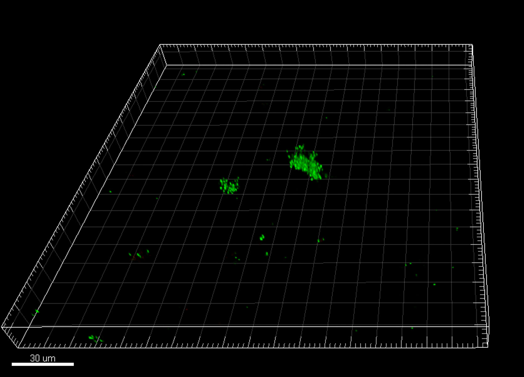 Biofilm grown in saliva supplemented with 500 mM L-arginine.