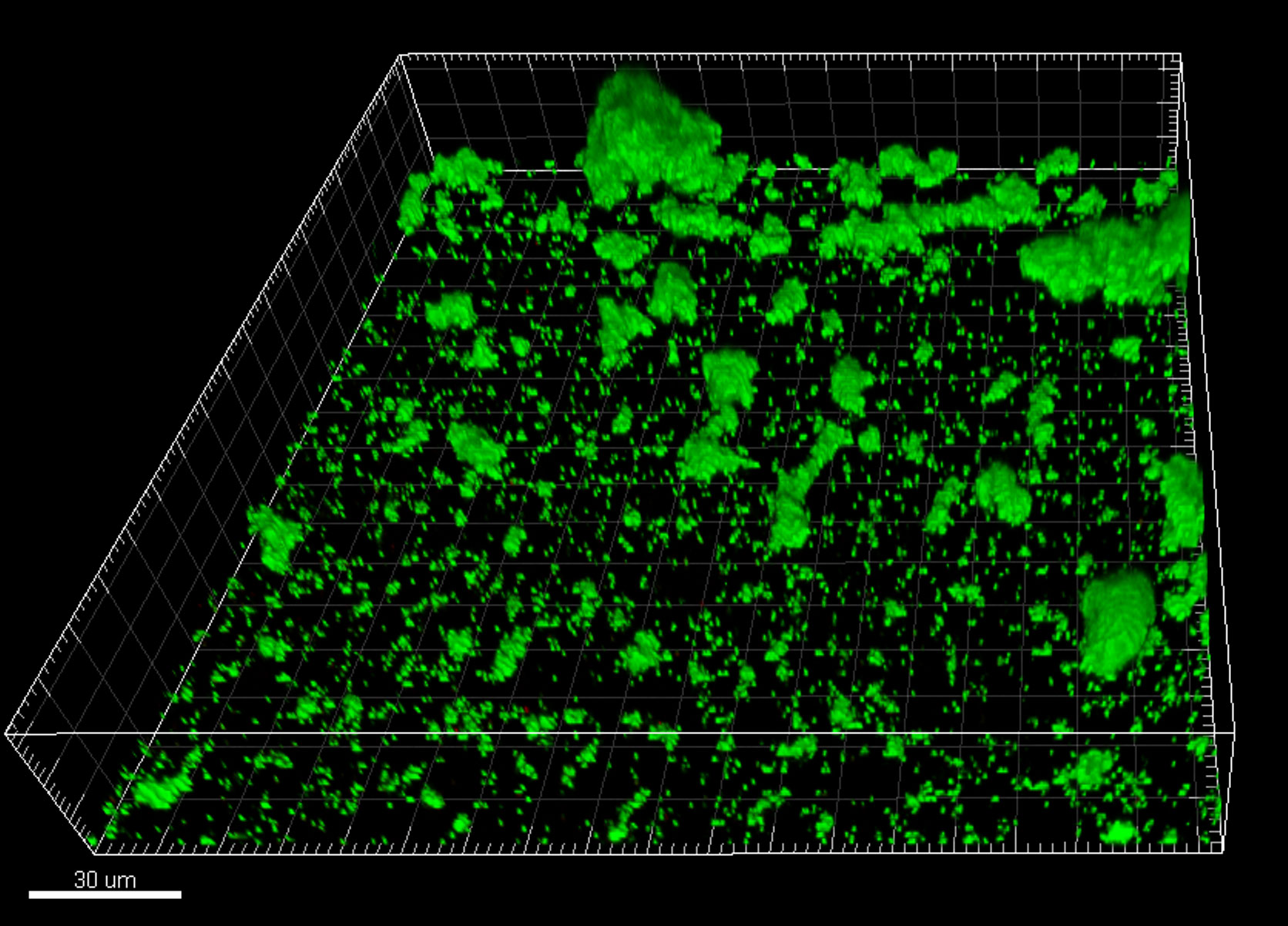 Biofilm grown in unsupplemented saliva.