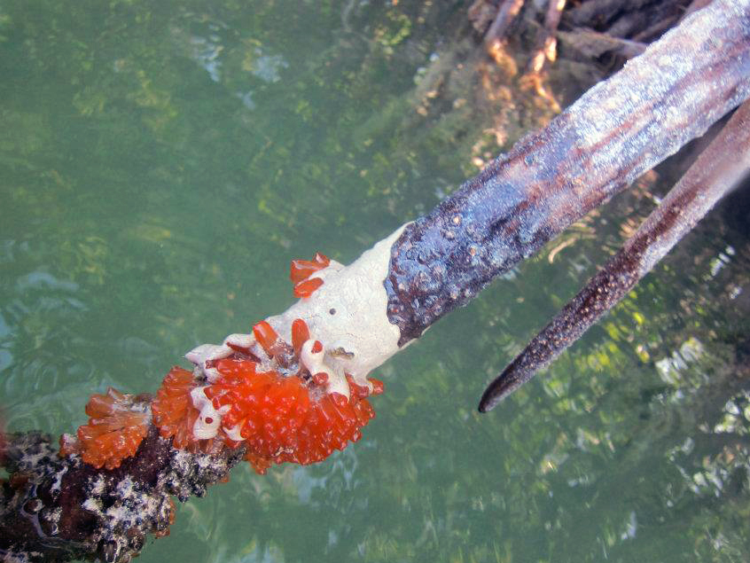 A mangrove tunicate clings to a tree root. Image credit: Michael M. Schofield