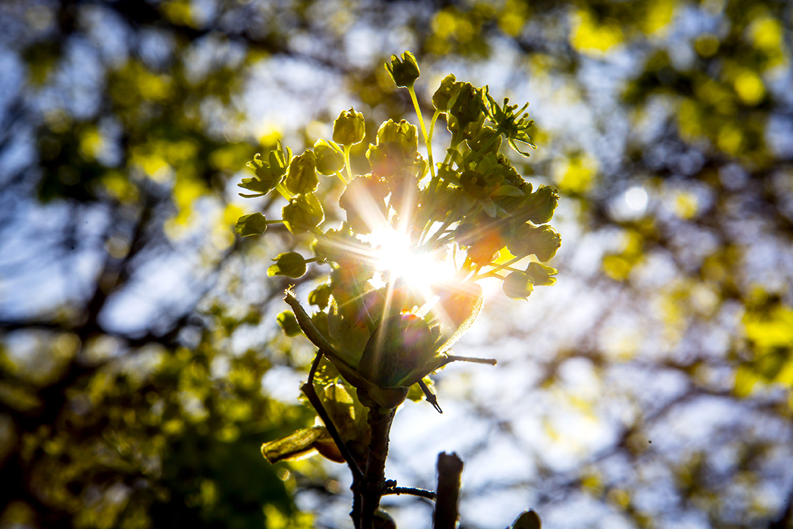 A tree that holds pollen grains that Allison Steiner, an associate professor of atmospheric, oceanic and space sciences; and her team of researchers at the University of Michigan believe can seed clouds.     When the pollen gets wet from these trees, it breaks down into smaller particles that can hold condensation for cloud formation. Image credit: Joseph Xu, Michigan Engineering Communications & Marketing